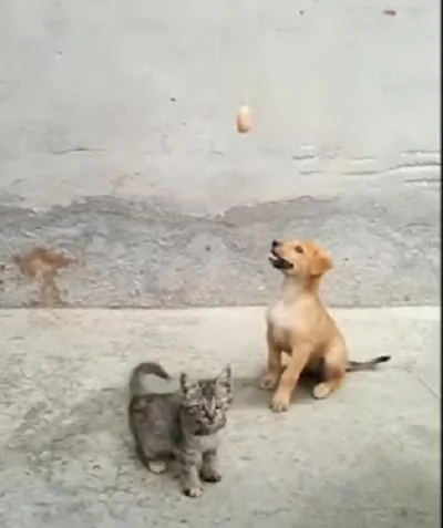 猫咪放弃跟狗狗争抢食物 没想到竟然“天降火腿 猫咪:耶~开心!