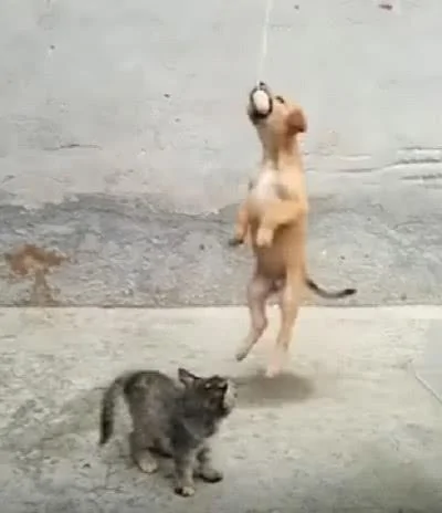 猫咪放弃跟狗狗争抢食物 没想到竟然“天降火腿 猫咪:耶~开心!