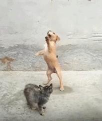 猫咪放弃跟狗狗争抢食物 没想到竟然“天降火腿 猫咪:耶~开心!