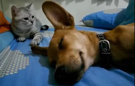 熟睡的狗狗打呼噜 旁边猫皇霸气狂敲:谁让你睡觉打呼噜?