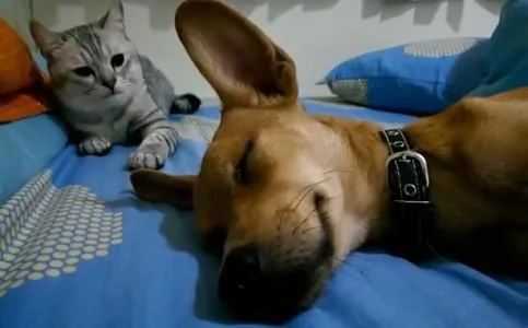 熟睡的狗狗打呼噜 旁边猫皇霸气狂敲:谁让你睡觉打呼噜?