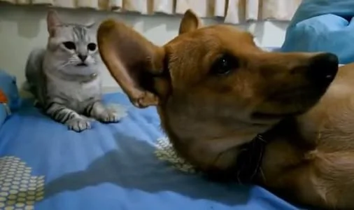 熟睡的狗狗打呼噜 旁边猫皇霸气狂敲:谁让你睡觉打呼噜?