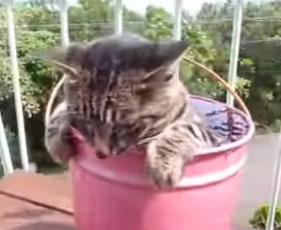 露天浴简直太好了 猫咪泡在水里都不出来了!