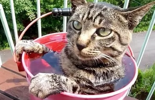 露天浴简直太好了 猫咪泡在水里都不出来了!