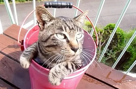 露天浴简直太好了 猫咪泡在水里都不出来了!