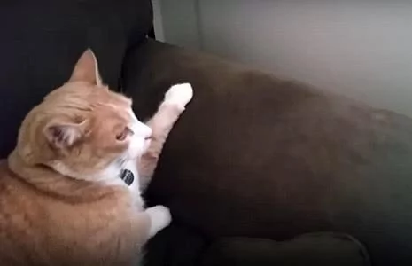 橘猫趴在沙发上吼了一声 布偶:橘哥你别生气 我走 打扰了!