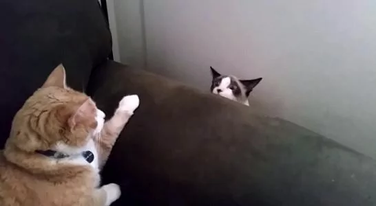 橘猫趴在沙发上吼了一声 布偶:橘哥你别生气 我走 打扰了!