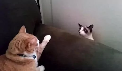 橘猫趴在沙发上吼了一声 布偶:橘哥你别生气 我走 打扰了!