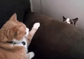 橘猫趴在沙发上吼了一声 布偶:橘哥你别生气 我走 打扰了!