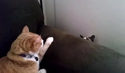 橘猫趴在沙发上吼了一声 布偶:橘哥你别生气 我走 打扰了!