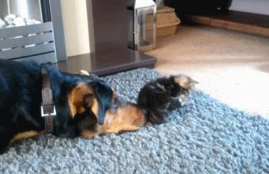 小奶猫太小了 狗狗只是用鼻子碰了碰它 它就摔倒了!