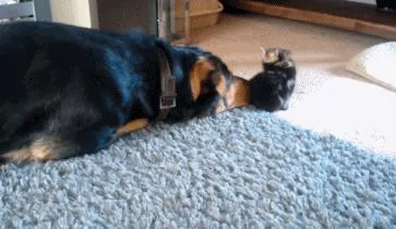 小奶猫太小了 狗狗只是用鼻子碰了碰它 它就摔倒了!