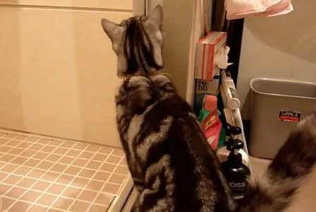 猫咪害怕洗澡的宠主出事 寸步不离地守在门口 网友:太感人!