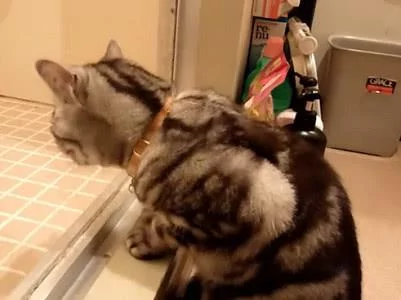 猫咪害怕洗澡的宠主出事 寸步不离地守在门口 网友:太感人!