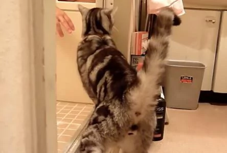 猫咪害怕洗澡的宠主出事 寸步不离地守在门口 网友:太感人!