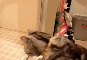 猫咪害怕洗澡的宠主出事 寸步不离地守在门口 网友:太感人!