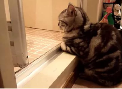 猫咪害怕洗澡的宠主出事 寸步不离地守在门口 网友:太感人!