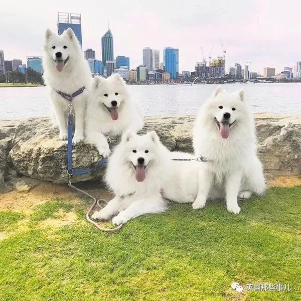 2萌娃+4只萨摩什么画风?这妈妈的日常 忙碌又幸福