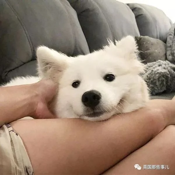 2萌娃+4只萨摩什么画风?这妈妈的日常 忙碌又幸福