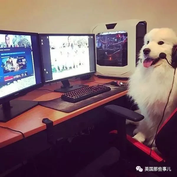 2萌娃+4只萨摩什么画风?这妈妈的日常 忙碌又幸福