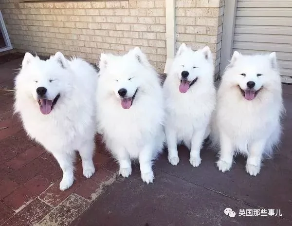 2萌娃+4只萨摩什么画风?这妈妈的日常 忙碌又幸福