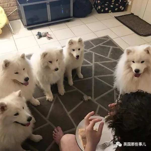 2萌娃+4只萨摩什么画风?这妈妈的日常 忙碌又幸福
