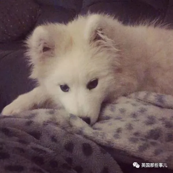 2萌娃+4只萨摩什么画风?这妈妈的日常 忙碌又幸福