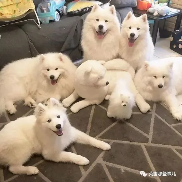 2萌娃+4只萨摩什么画风?这妈妈的日常 忙碌又幸福