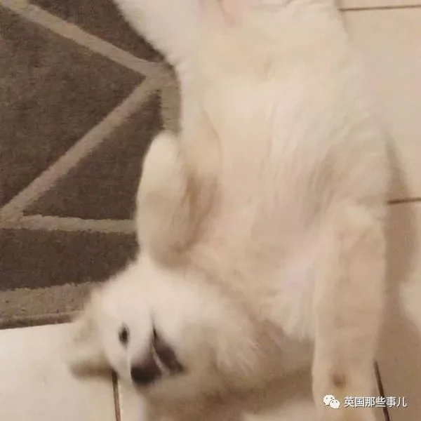 2萌娃+4只萨摩什么画风?这妈妈的日常 忙碌又幸福