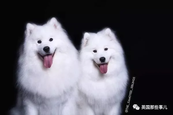 2萌娃+4只萨摩什么画风?这妈妈的日常 忙碌又幸福