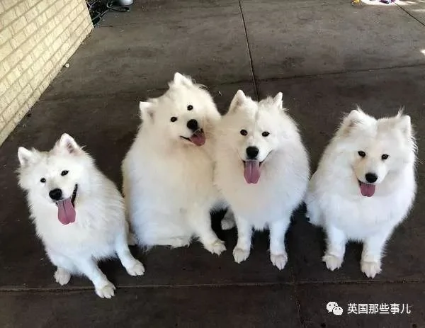 2萌娃+4只萨摩什么画风?这妈妈的日常 忙碌又幸福