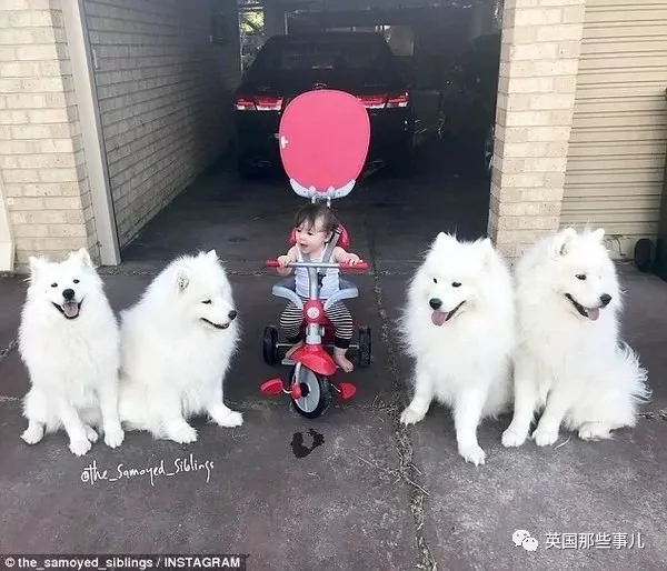 2萌娃+4只萨摩什么画风?这妈妈的日常 忙碌又幸福