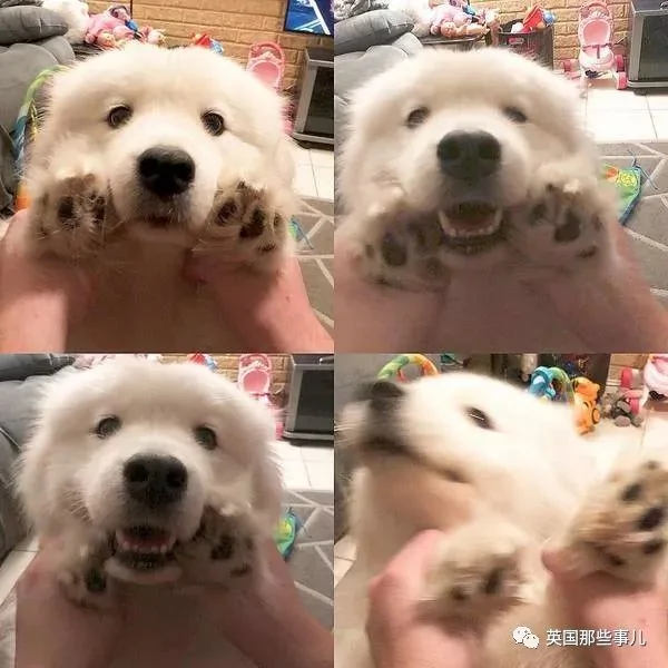 2萌娃+4只萨摩什么画风?这妈妈的日常 忙碌又幸福