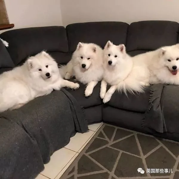 2萌娃+4只萨摩什么画风?这妈妈的日常 忙碌又幸福