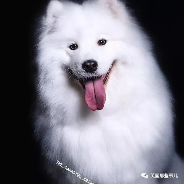 2萌娃+4只萨摩什么画风?这妈妈的日常 忙碌又幸福