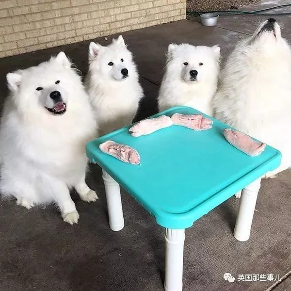 2萌娃+4只萨摩什么画风?这妈妈的日常 忙碌又幸福
