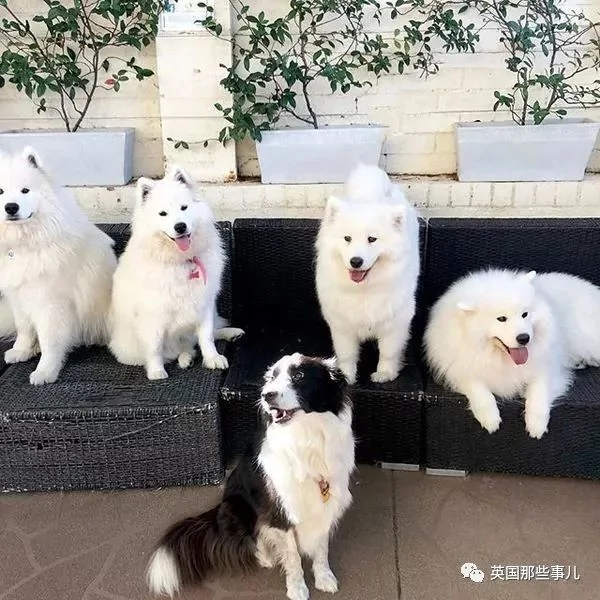 2萌娃+4只萨摩什么画风?这妈妈的日常 忙碌又幸福