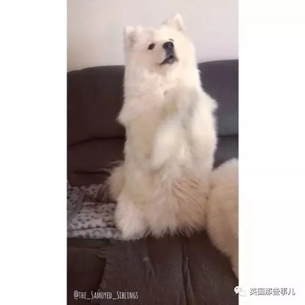 2萌娃+4只萨摩什么画风?这妈妈的日常 忙碌又幸福