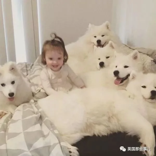 2萌娃+4只萨摩什么画风?这妈妈的日常 忙碌又幸福