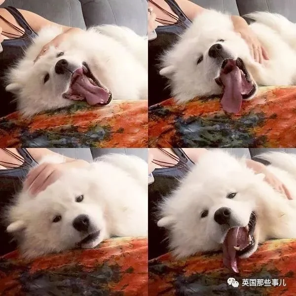 2萌娃+4只萨摩什么画风?这妈妈的日常 忙碌又幸福