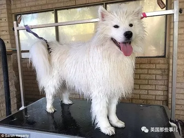 2萌娃+4只萨摩什么画风?这妈妈的日常 忙碌又幸福