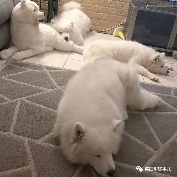 2萌娃+4只萨摩什么画风?这妈妈的日常 忙碌又幸福