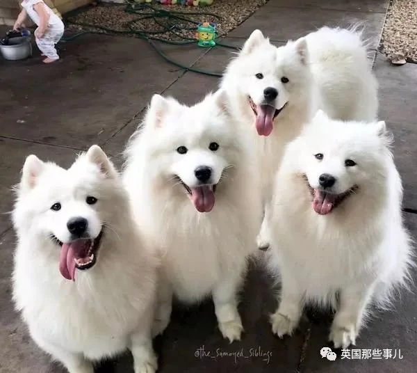 2萌娃+4只萨摩什么画风?这妈妈的日常 忙碌又幸福
