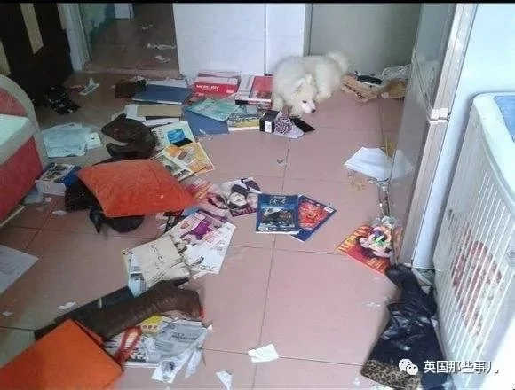 2萌娃+4只萨摩什么画风?这妈妈的日常 忙碌又幸福