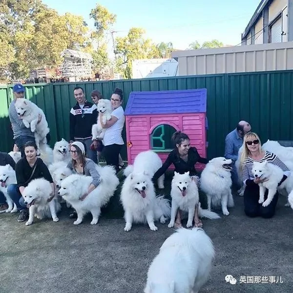2萌娃+4只萨摩什么画风?这妈妈的日常 忙碌又幸福