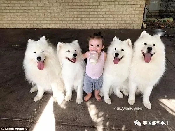 2萌娃+4只萨摩什么画风?这妈妈的日常 忙碌又幸福