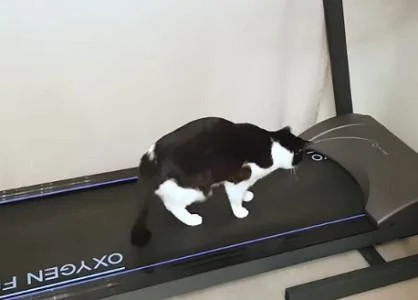 猫咪用一周的时间学会用跑步机 宠主将猫咪的爆笑“学习过程”拍成影片!