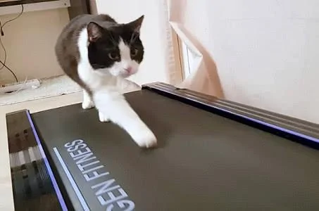 猫咪用一周的时间学会用跑步机 宠主将猫咪的爆笑“学习过程”拍成影片!
