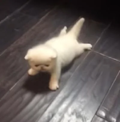 小奶猫第一次学走路 原以为它会走过来的 没想到下一个动作令宠主笑喷!