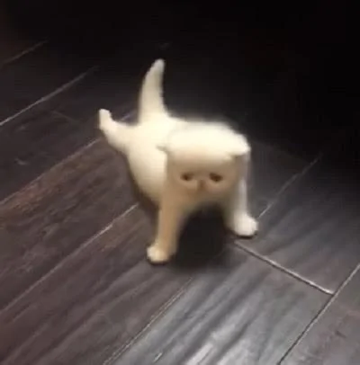 小奶猫第一次学走路 原以为它会走过来的 没想到下一个动作令宠主笑喷!